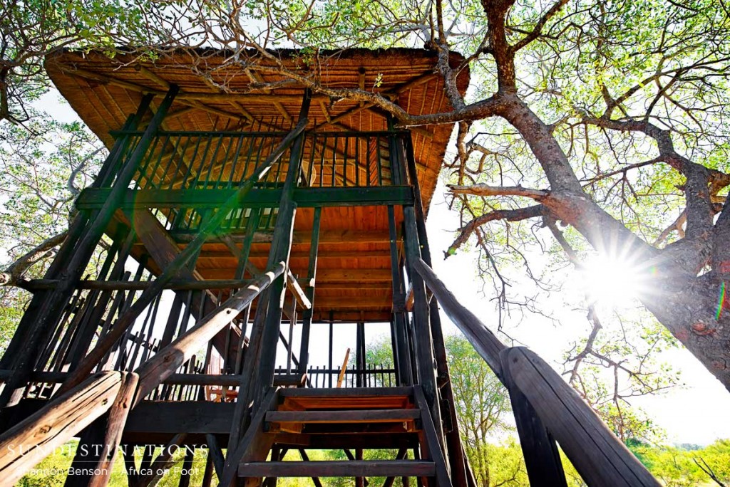 View from the foot of the tree house, looking up