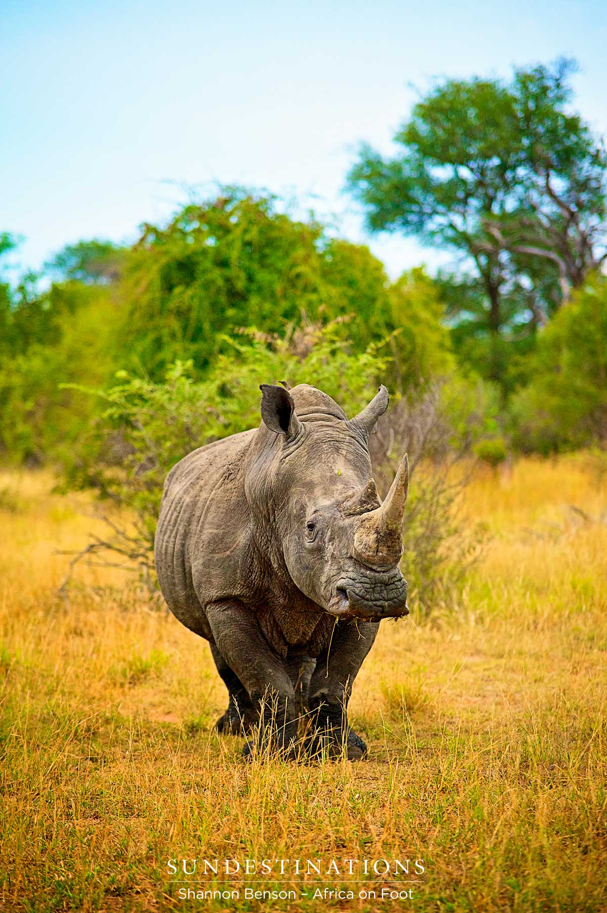 Portrait of a white rhino in the Kruger