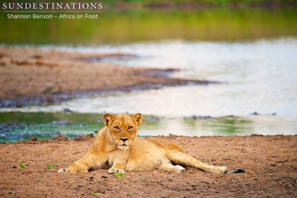 Amber-eyed lioness on the riverbank