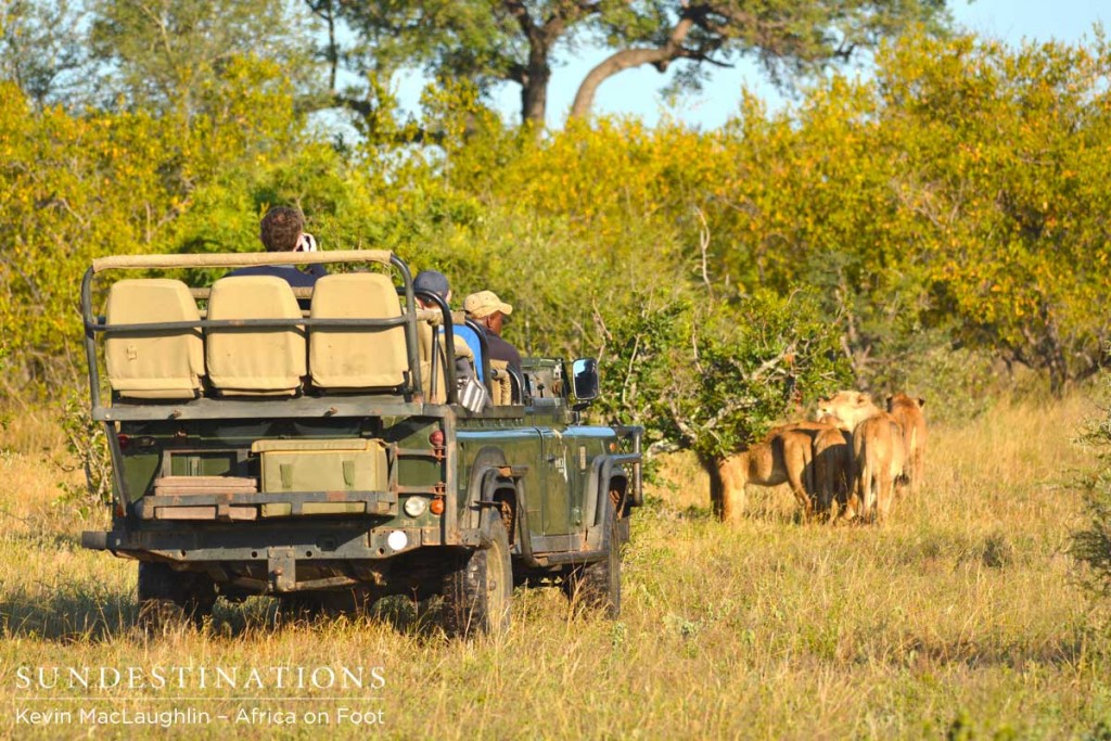 Enoch takes Africa on Foot guests to the Ross Pride sighting