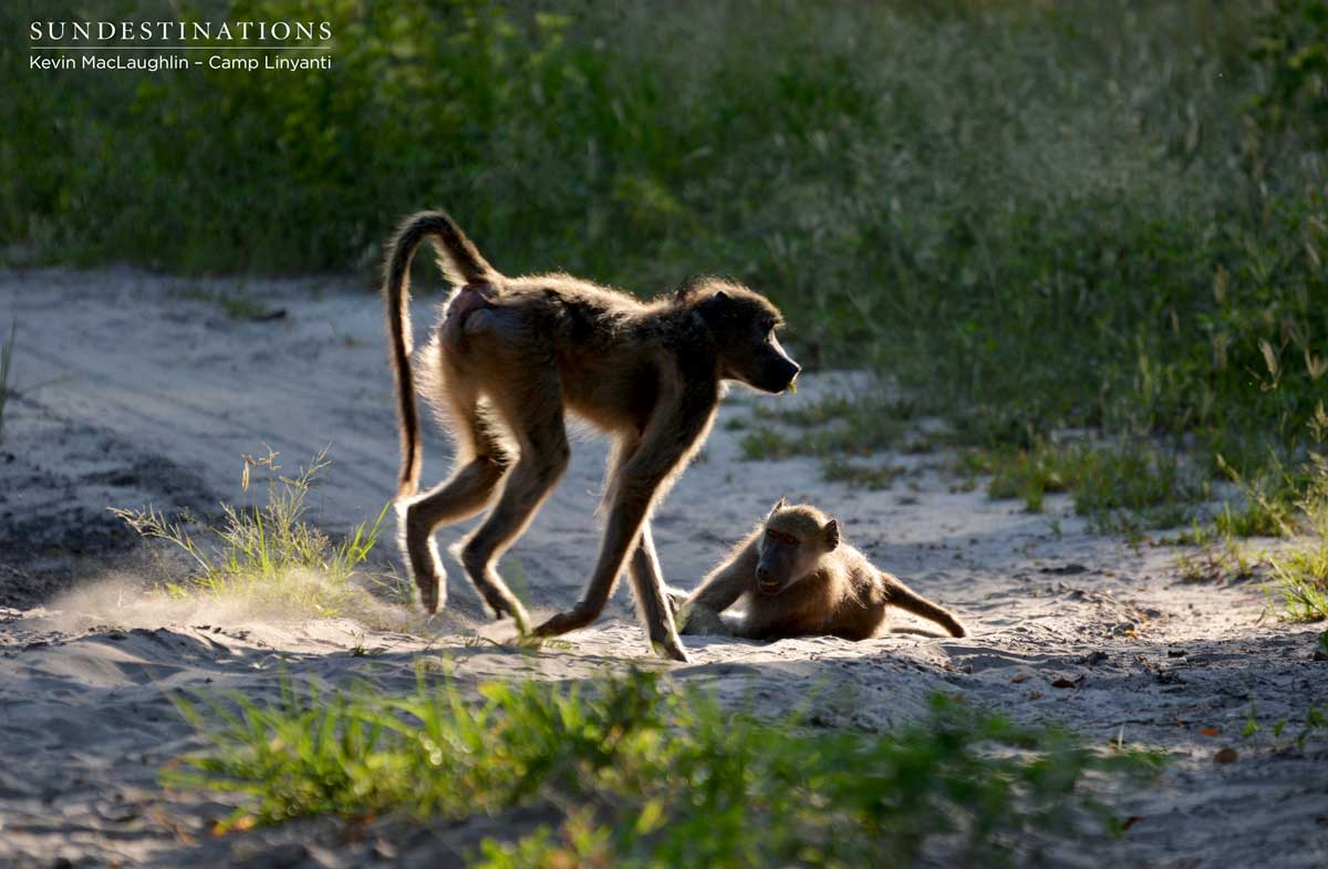 Young baboons play in the sun rays through the trees of the Linyanti