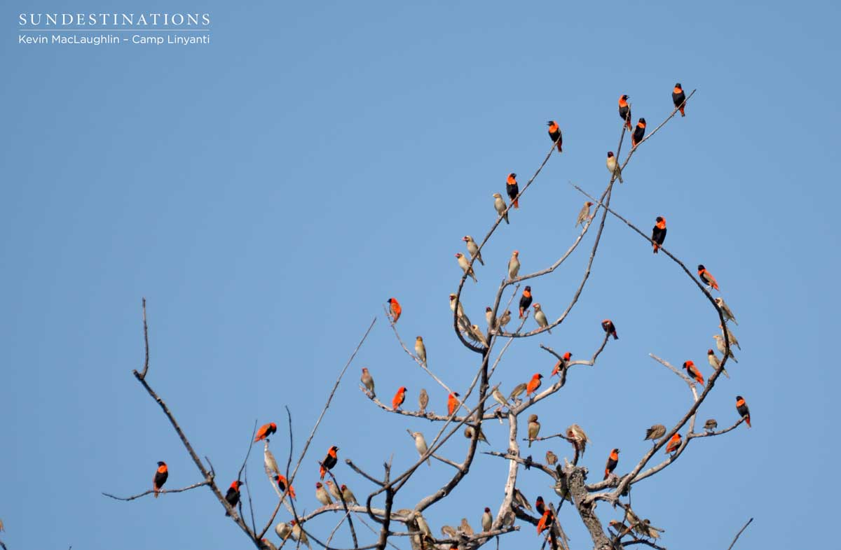 Red bishops and red-billed queleas gather on the tree tops in massive flocks
