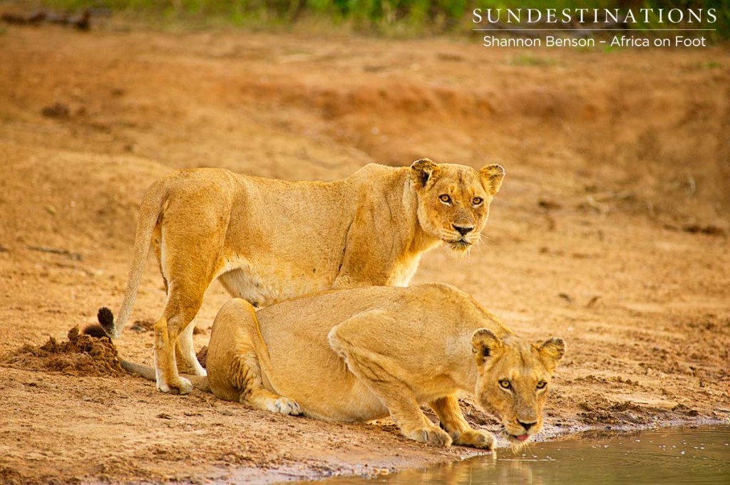 Both Ross lionesses faces