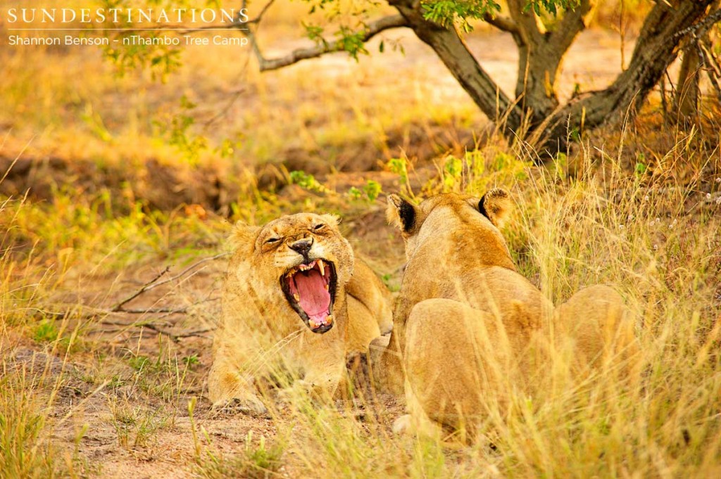 Ross breakaway lionesses