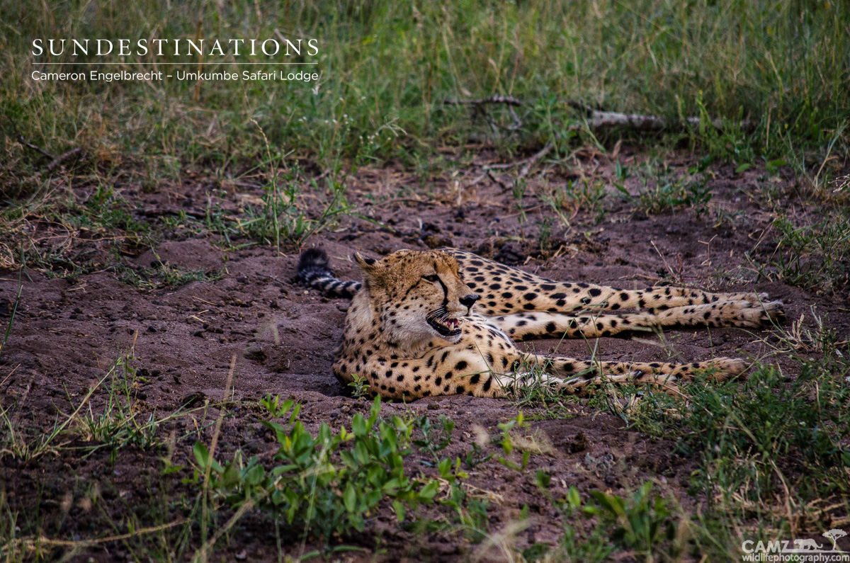 A cheetah treats the guests at Umkumbe to its graceful presence