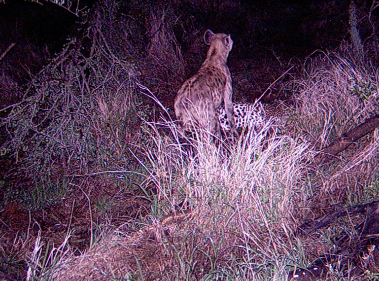 Video Footage from Our Kruger Camera Trap