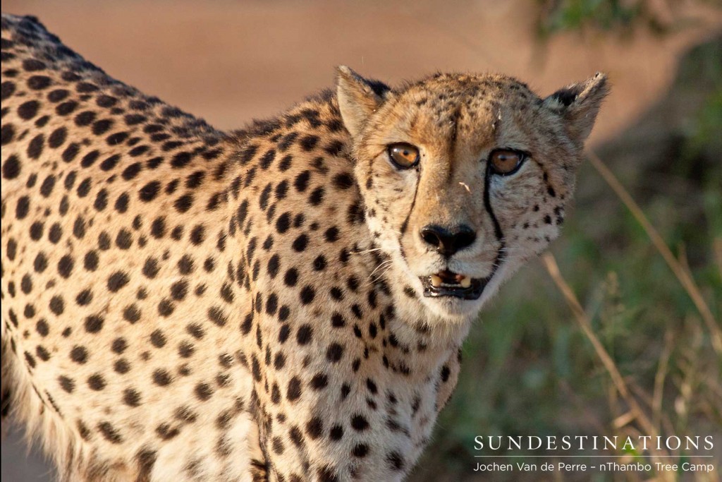 Female cheetah was spotted with 3 cubs, less than 3 months old.