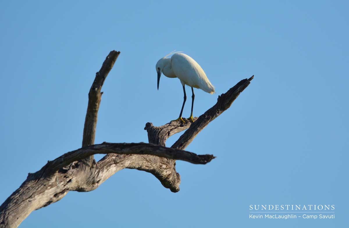 A little egret looks down from its perch in the Savute Marsh