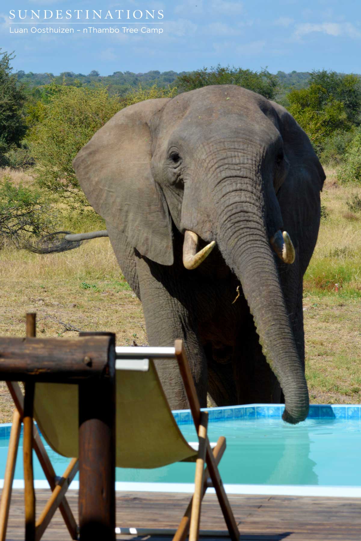 An elephant approaches the pool and dips his trunk in for a drink