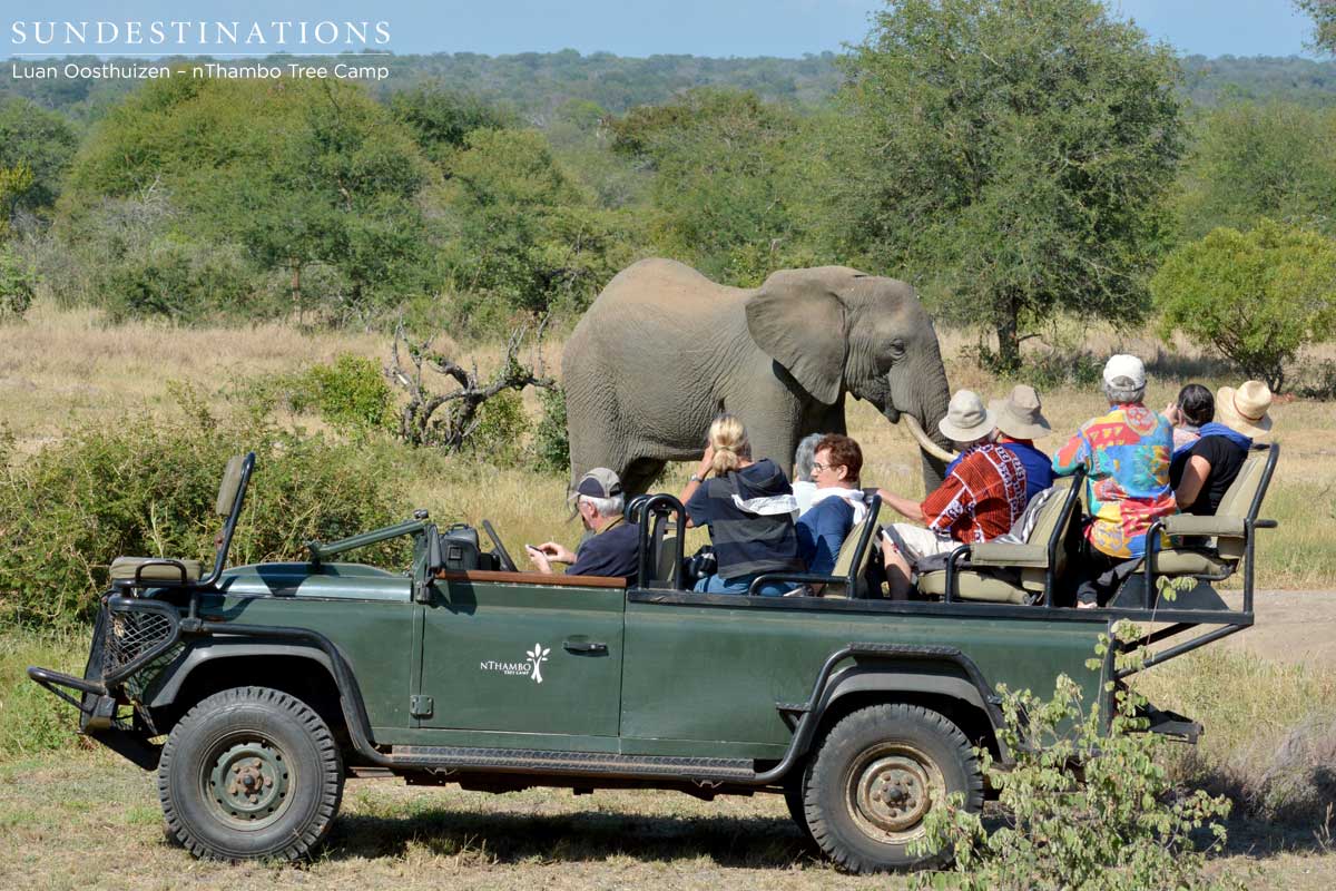 nThambo guests look on from the game vehicle as the gentle giants graze away