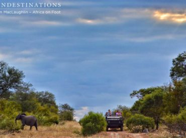 Goings on at the camp are as exciting as ever and it seems that every major predator has come out to play. During our #livebushfeed edition on Wednesday, we were getting live reports from the rangers at Africa on Foot that the Trilogy Lions – a mean coalition of 3 males – was stalking and hunting buffalo. The […]