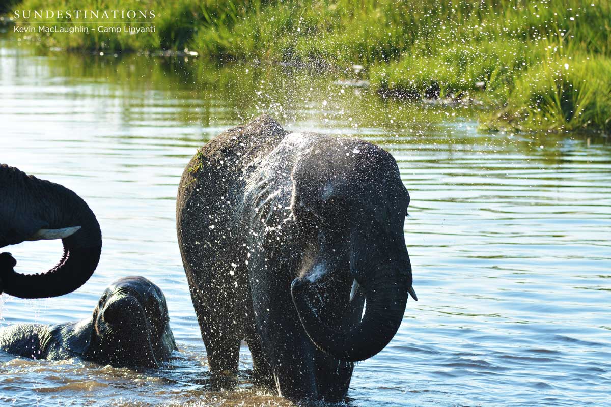 Elephants love the water