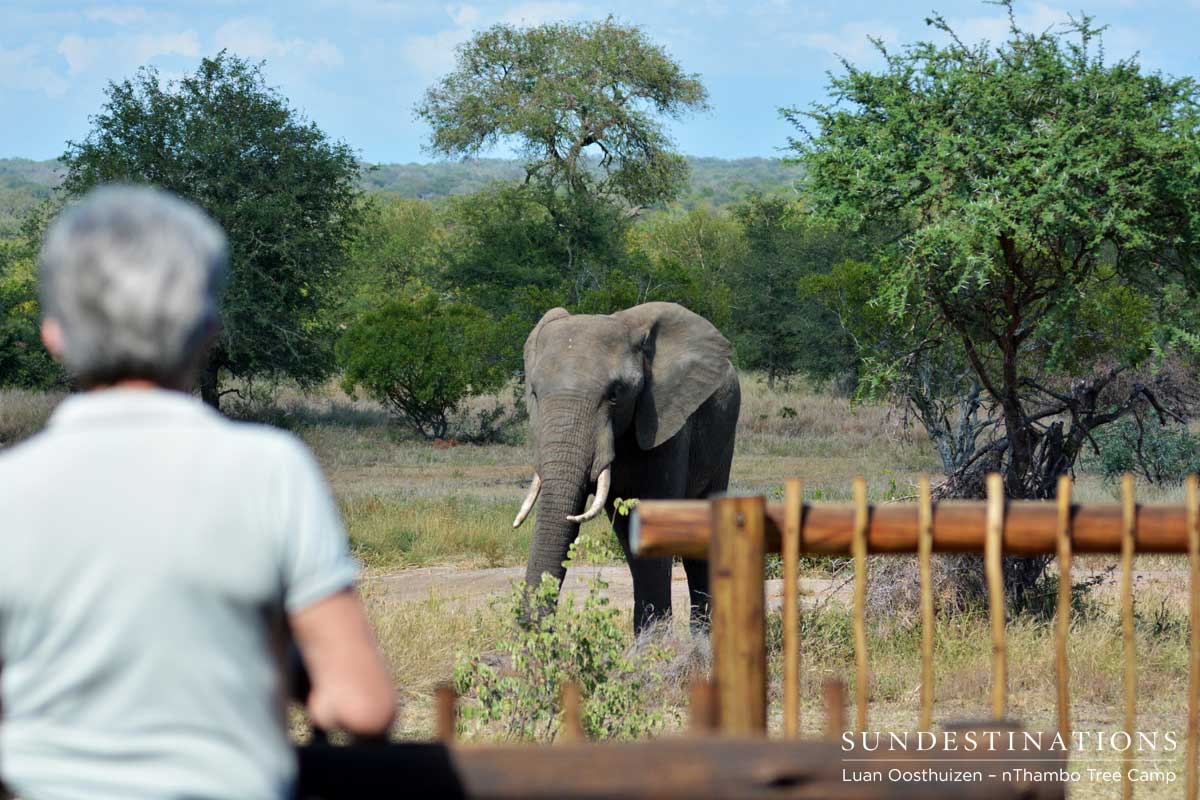 An elephant approaches the lodge where guests stand and look on