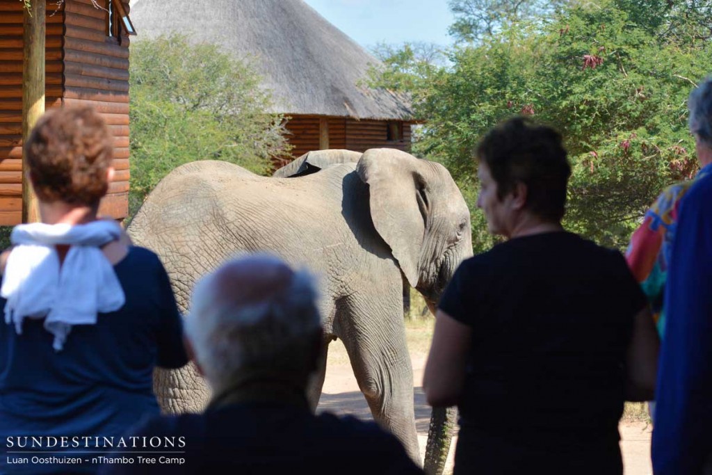 Thrilled with the sighting, nThambo guests enjoy the view