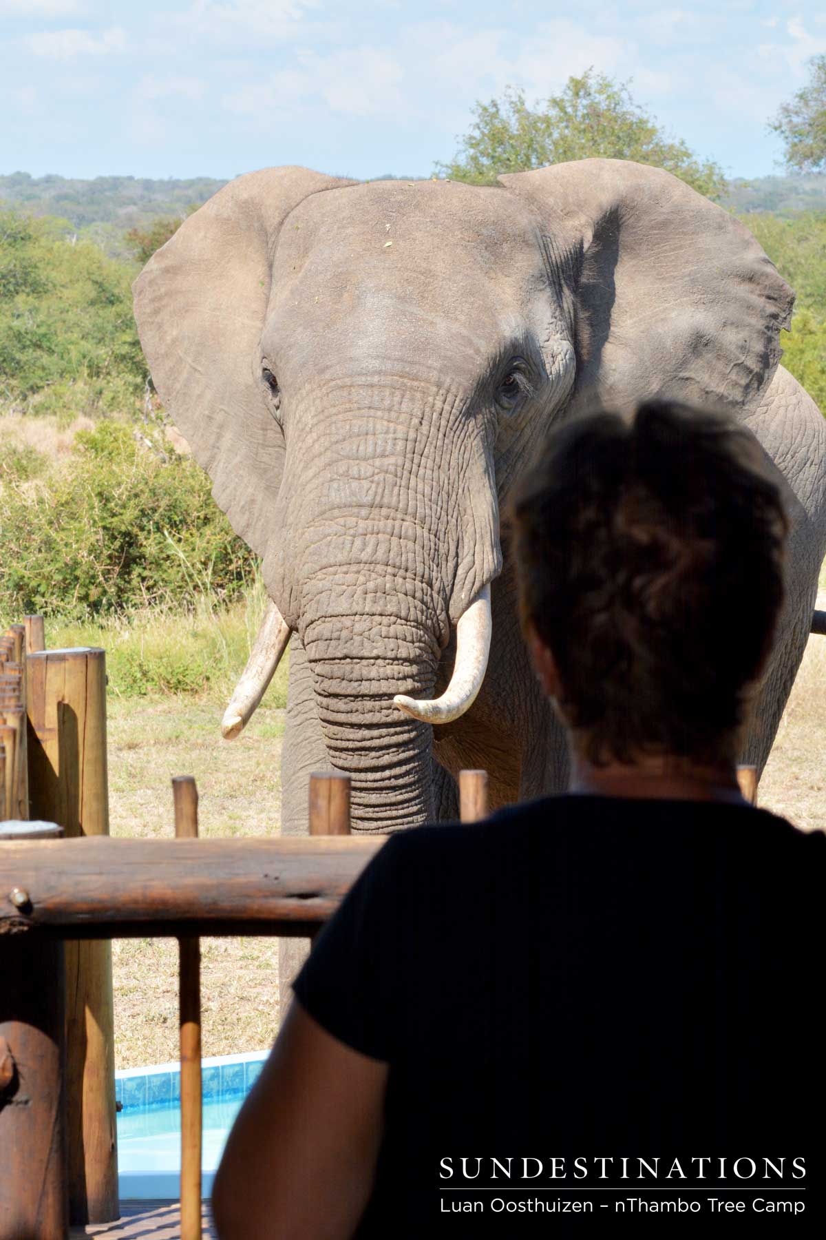 Behind the wooden balustrade, guests watch the elephant come towards the pool