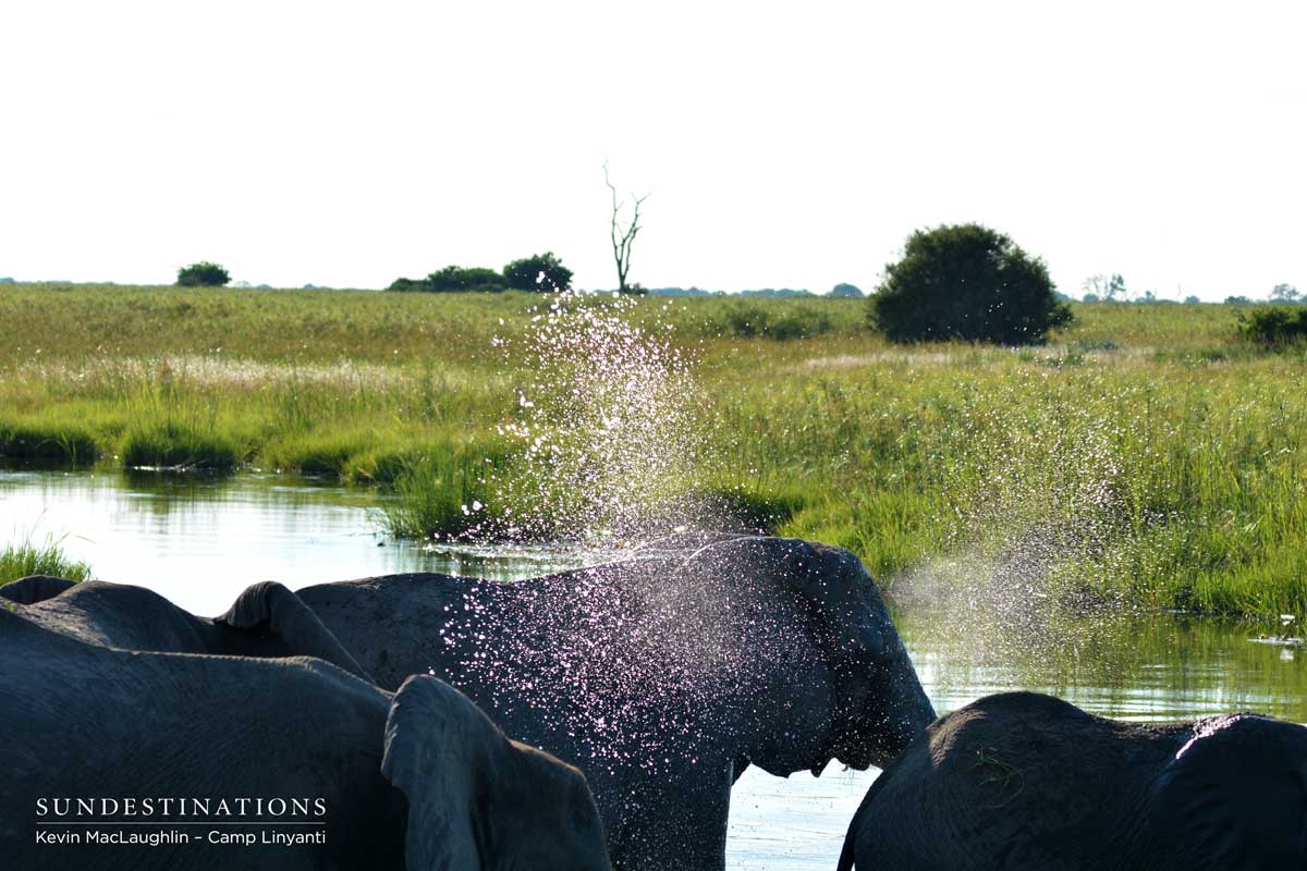 Elephants rejoice in the ample waterElephants rejoice in the ample water