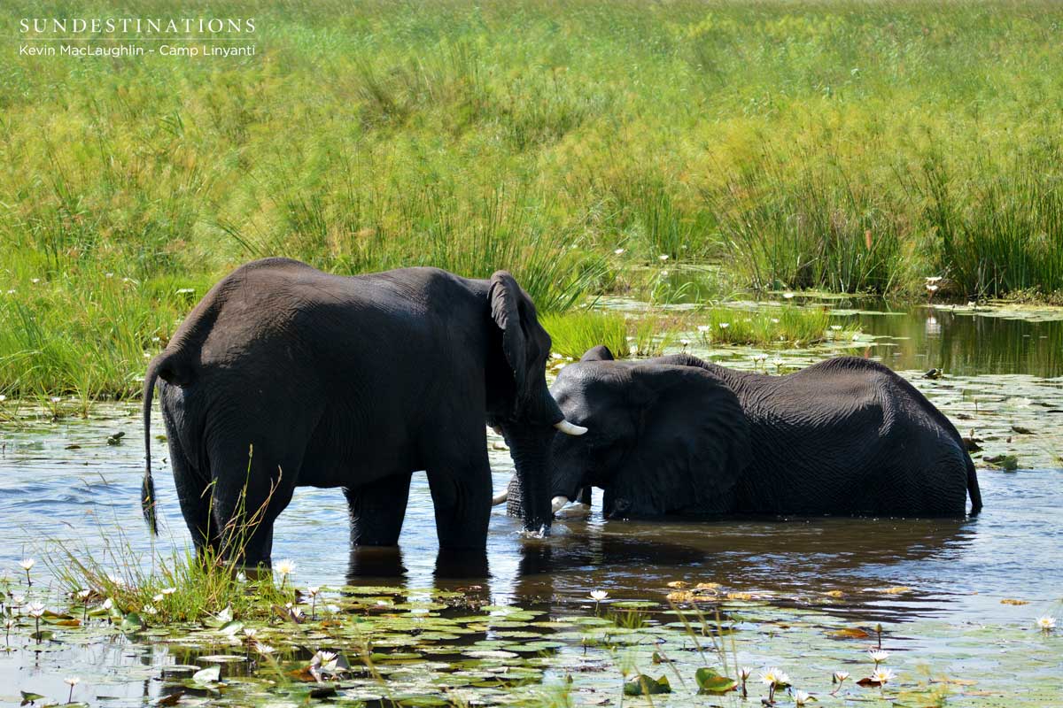 Close bonds between bull elephants