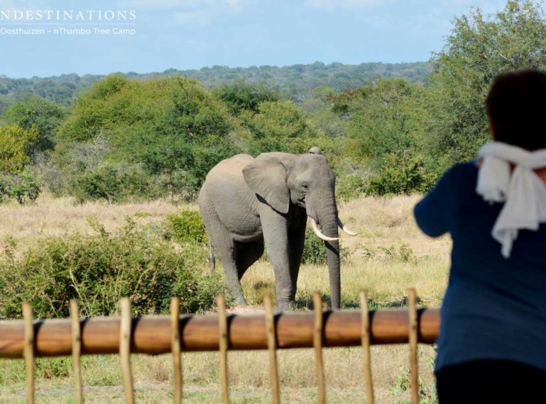 Elephant visitors at nThambo Tree Camp