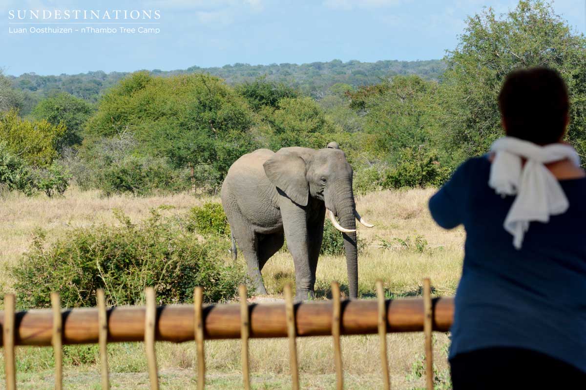 Watching elephants from nThambo Tree Camp