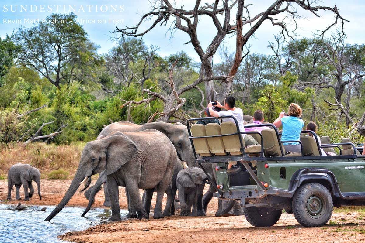 Africa on Foot guests get up close with elephants and enjoy a superb sighting