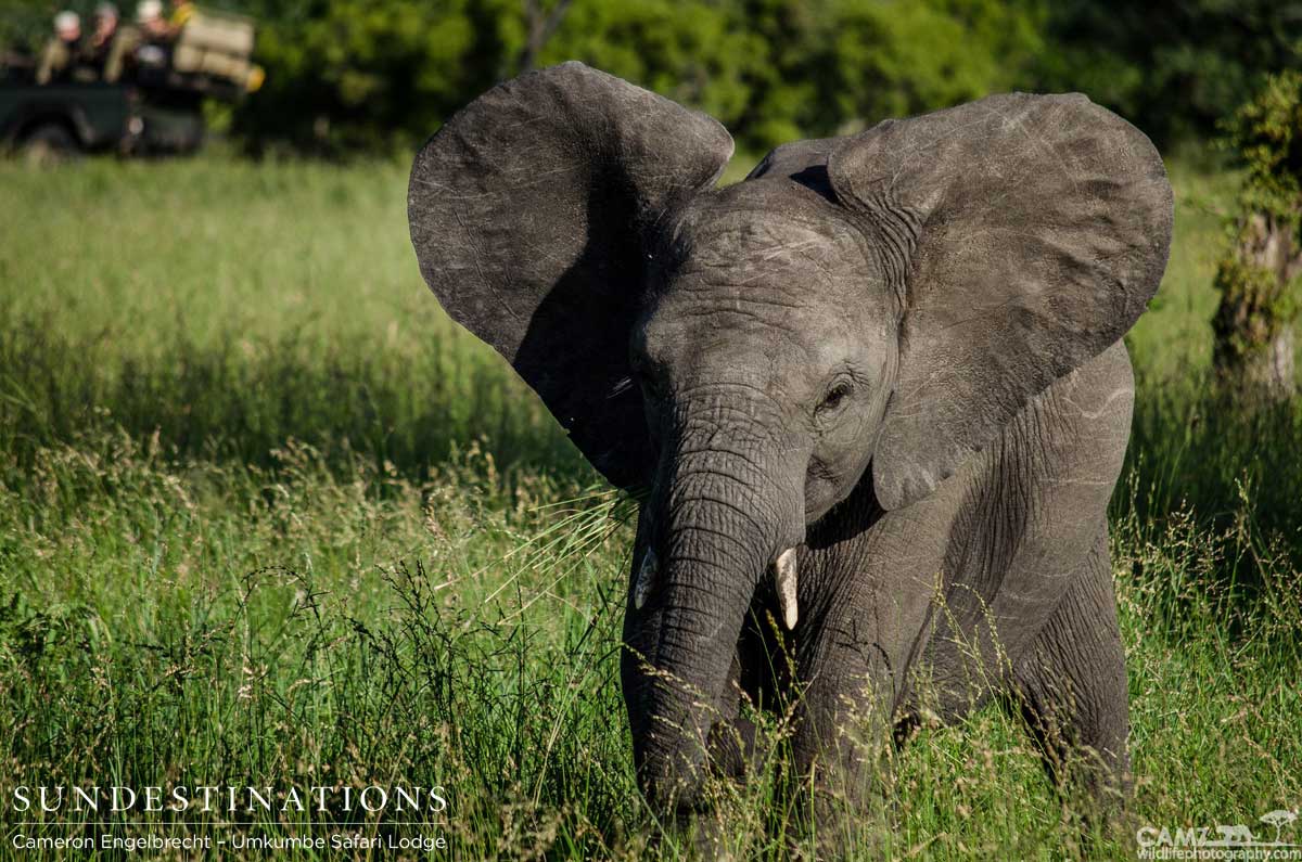 A young elephant showing a bit of attitude