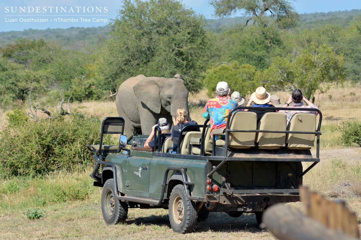 Isaac takes guests in the vehicle to where the elephants are grazing in front of the lodge