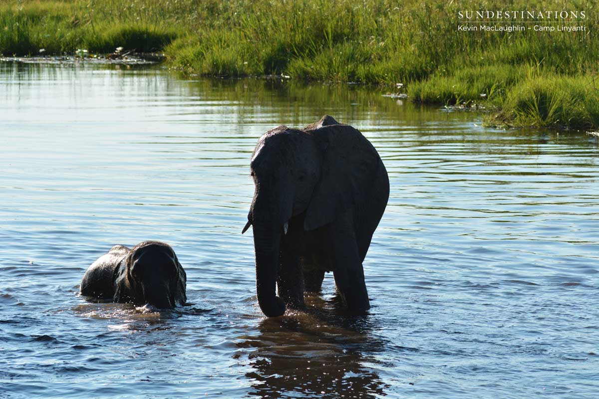 Elephants bathing in the Linyanti swamps