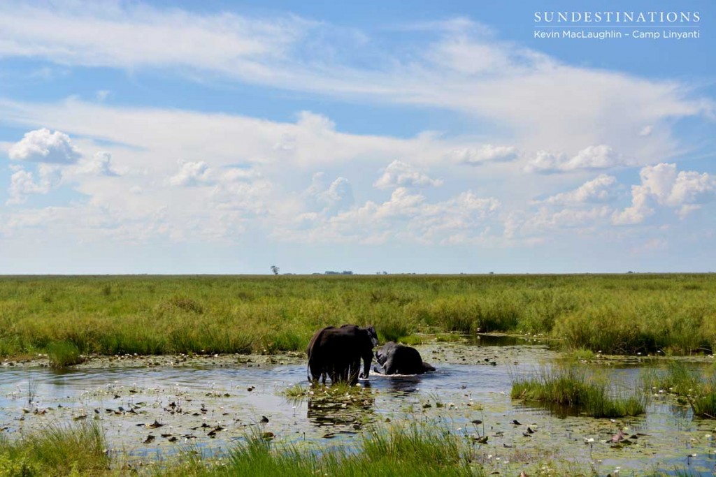 Elephants interact in front of Camp Linyanti