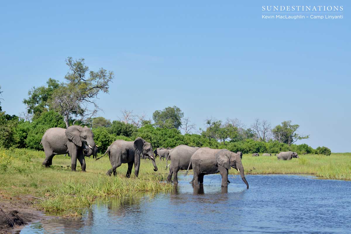 Elephants flocking to the Linyanti swamps to drink and cool off