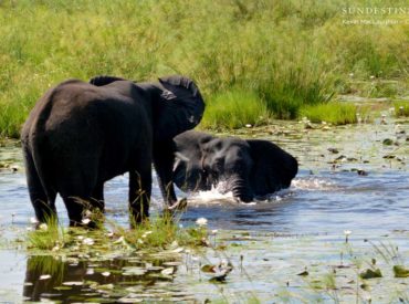 It is known that Chobe National Park is the home of the elephants, a stronghold for the biggest mammals of the land, and a paradise for any elephant-lover lucky to travel there on safari. One of the best kept secrets of this grand, old, national park of Botswana can be found in its northern most […]