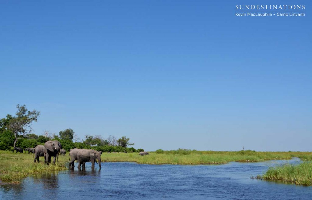 Elephant herd approaches the water to drink