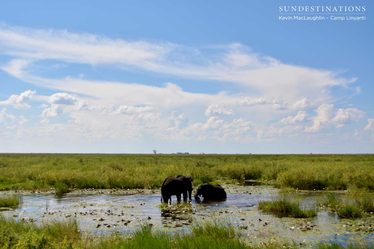 An elephant playground