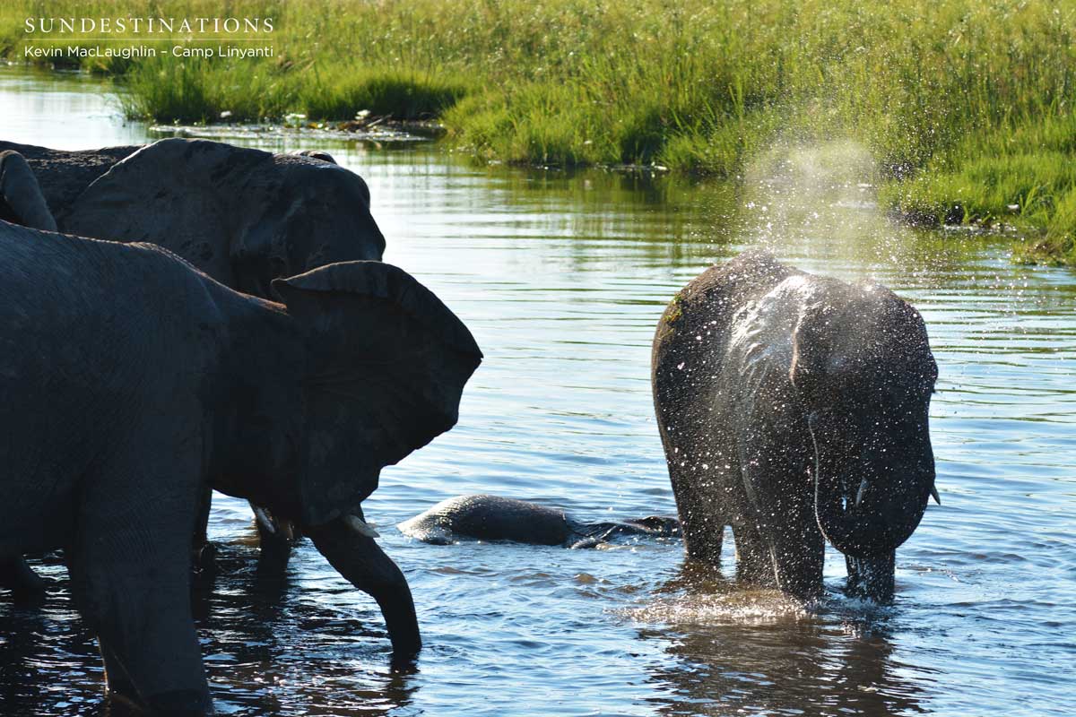 Elephants keeping cool in the swamps of Linyanti