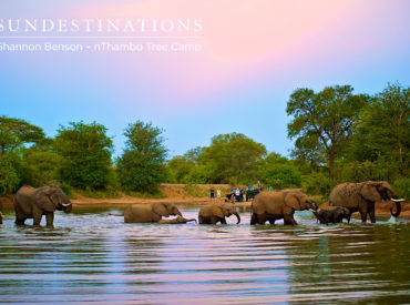 The Klaserie Private Nature Reserve is teeming with wildlife activity at the moment. The change of season is upon us and with it brings a host of new activity. At the moment we are seeing a prolific number of breeding herds of elephant.  Affectionately known as jumbos, elephants always display remarkable behaviour.  There is never […]