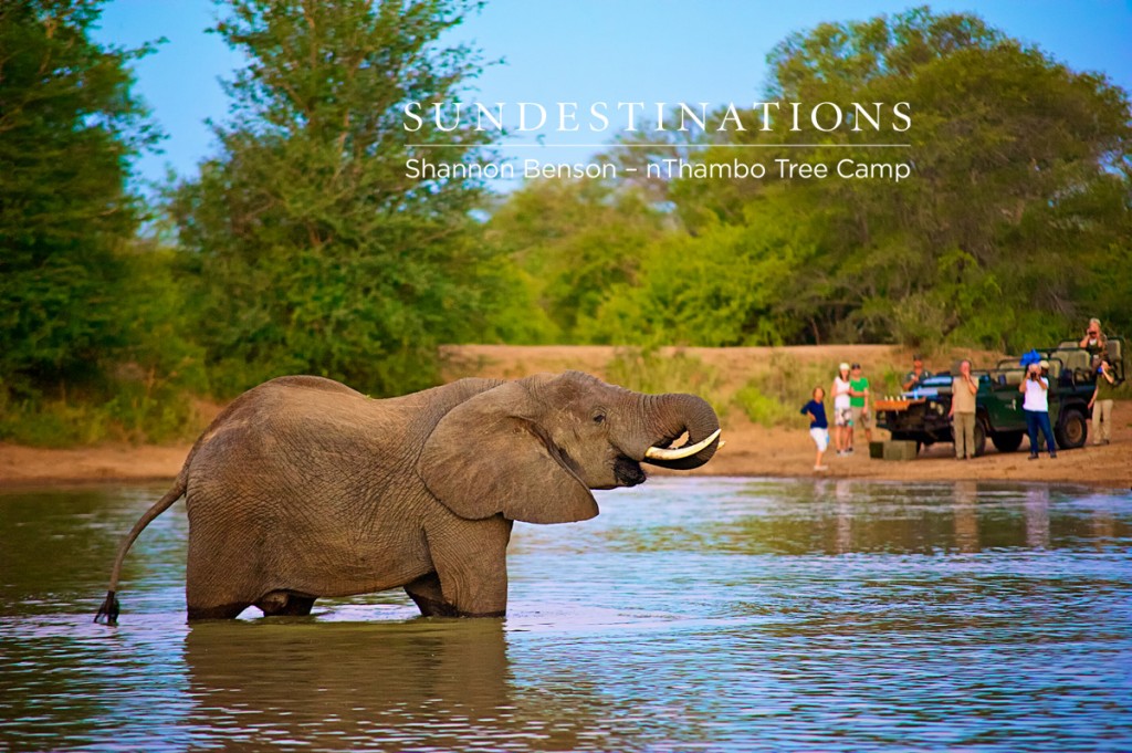 Great sighting of elephants at nThambo Tree Camp