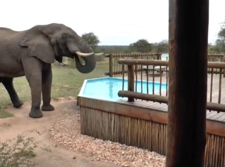 Video of Elephant Bull Drinking from the nThambo Pool