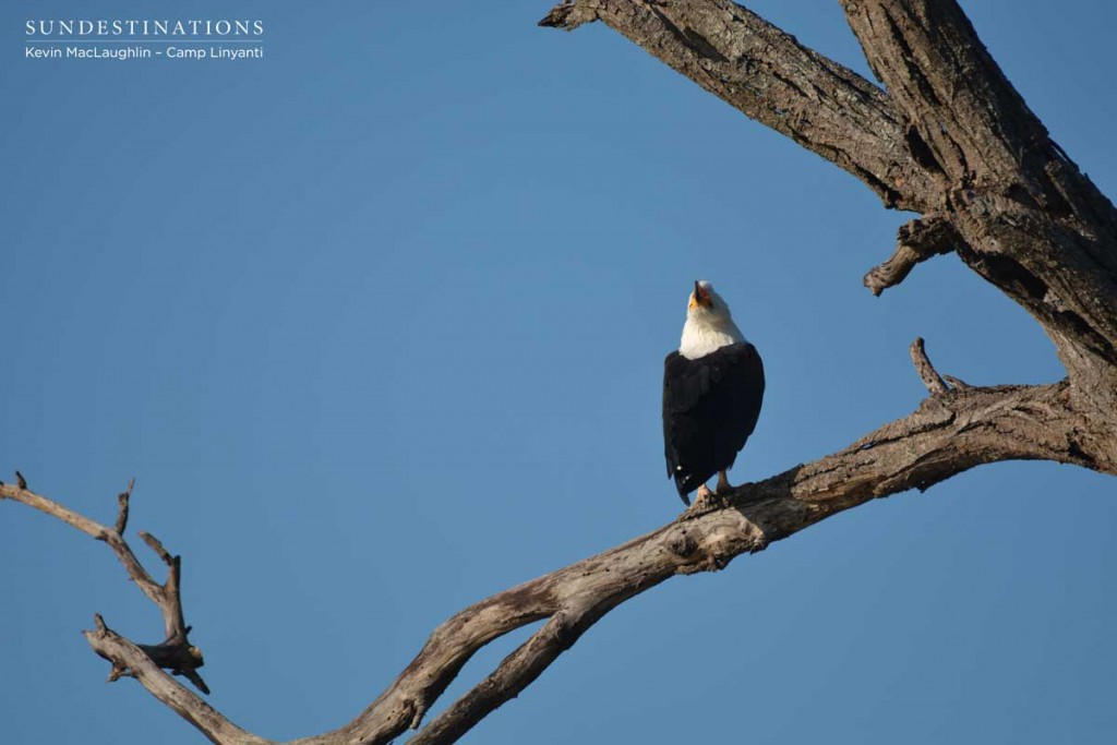 The fish eagle throws its head back 180 degrees when calling