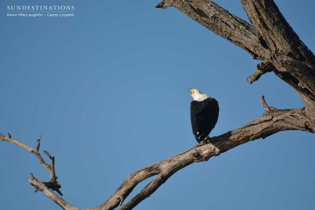 A fish eagle perches and calls out over the Linyanti swamps