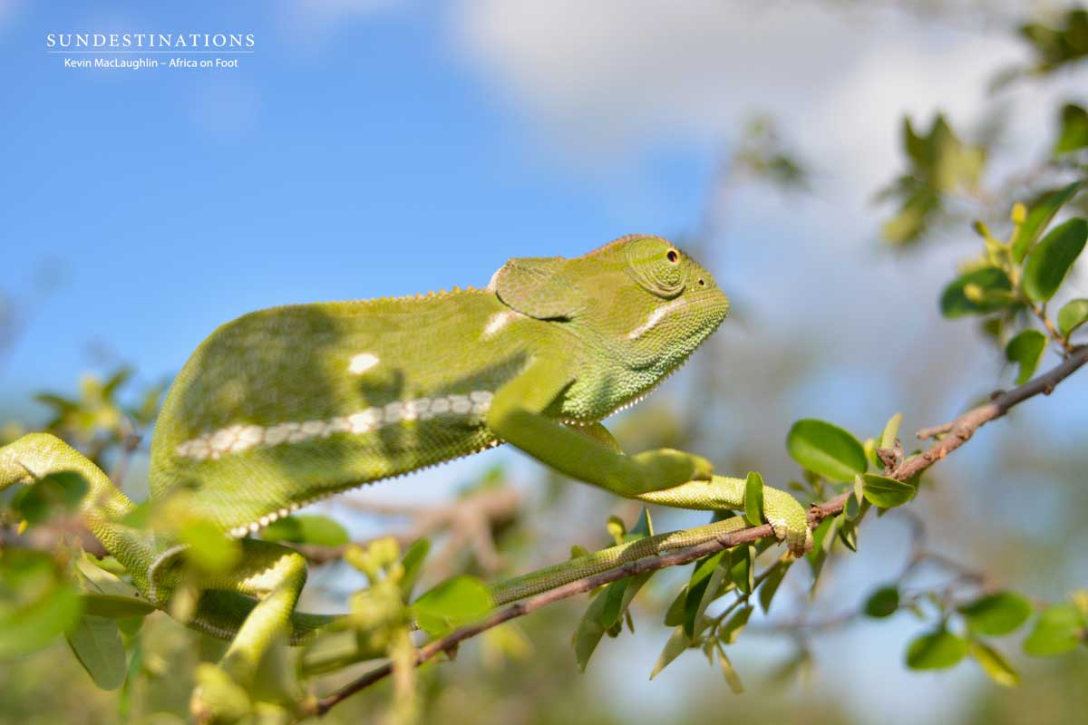 Sticking to the flimsiest branches to escape heavy predators like snakes and birds