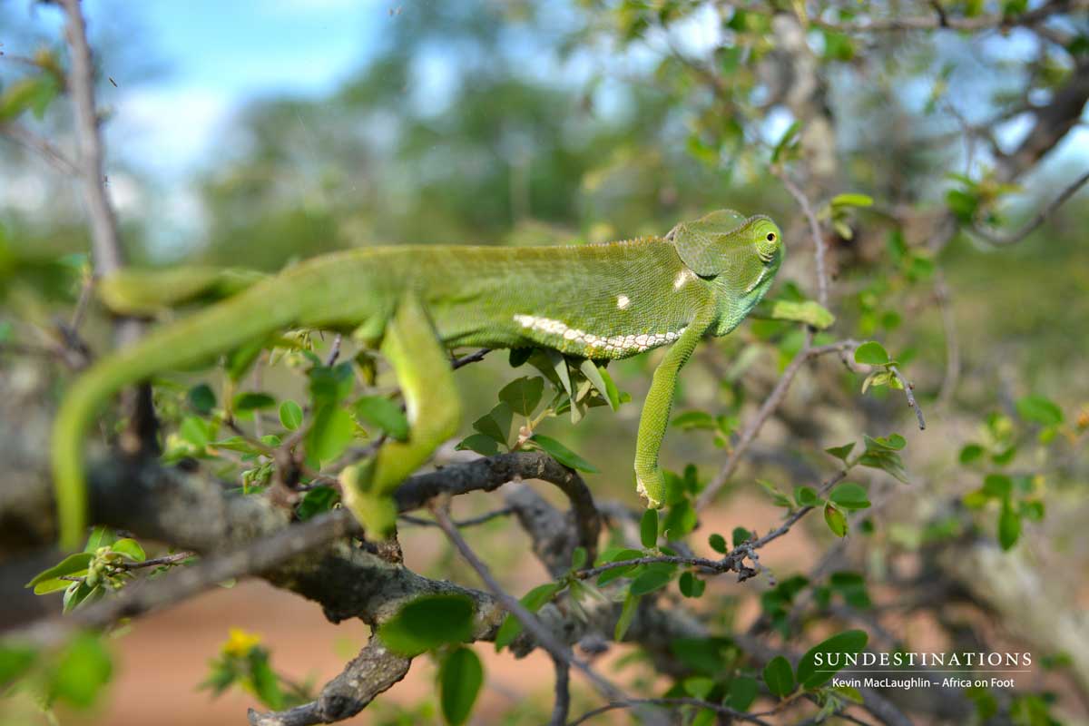 Flap-neck chameleon in its arboreal habitat