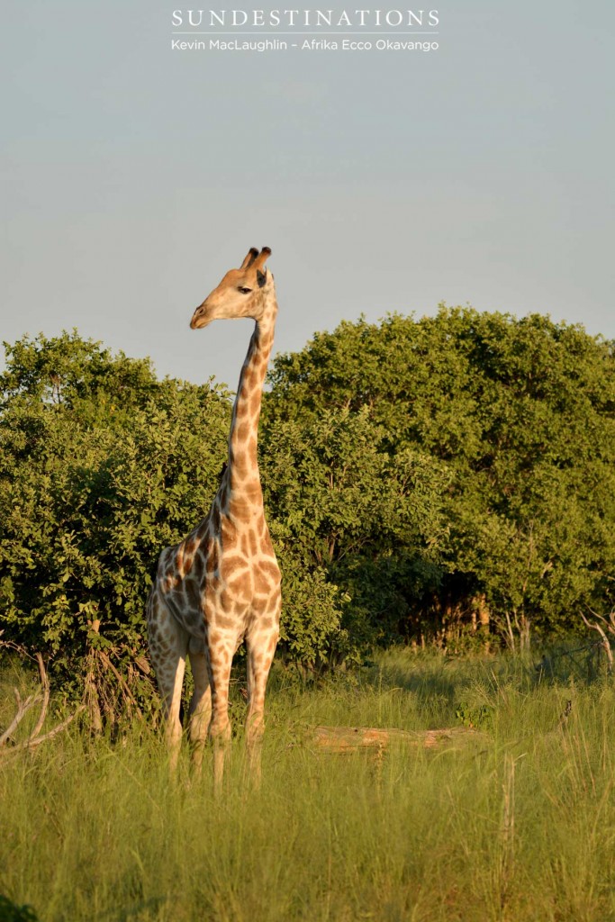 A giraffe towering above the landscape