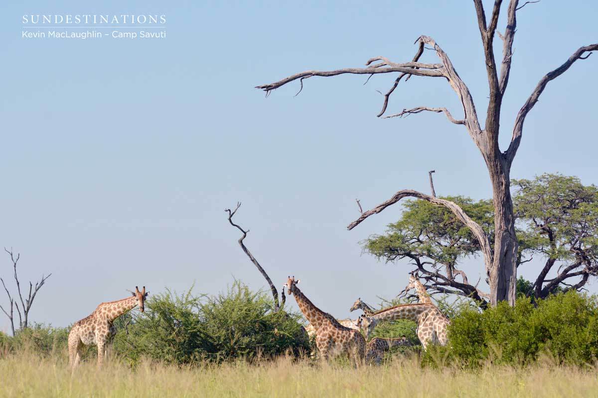 Giraffes stand tall next to the skeletal trees that characterise the Savuti
