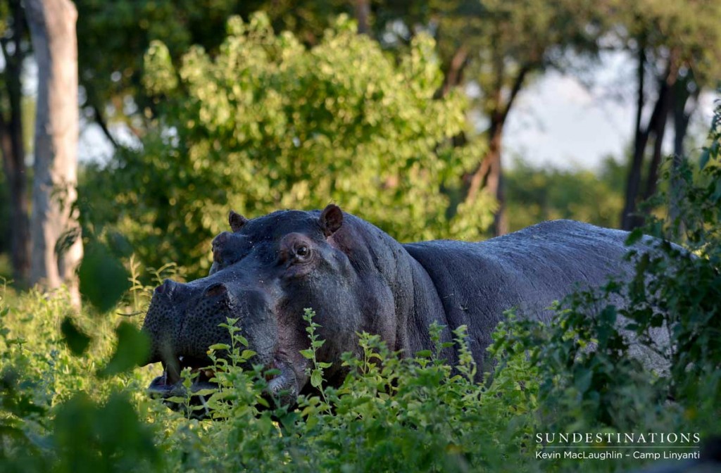 Spotting a hippo out of water in Linyanti