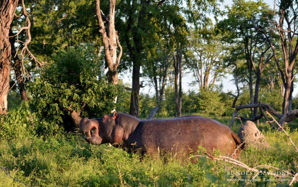 A hippo heads for the water in the morning sunlight