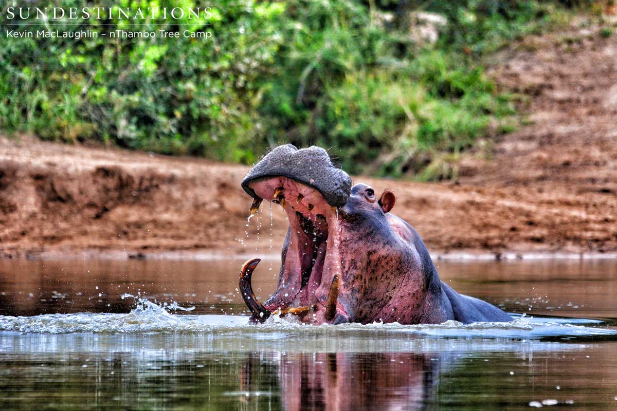 A hippo displays his intimidating tusks