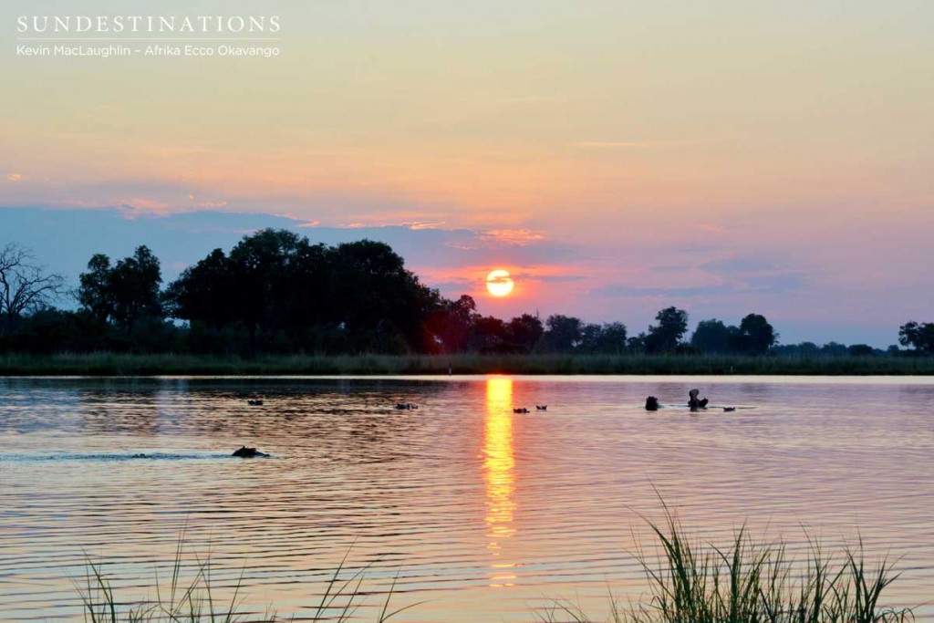Hippo at sunset - spotted while on safari in Linyanti, Botswana