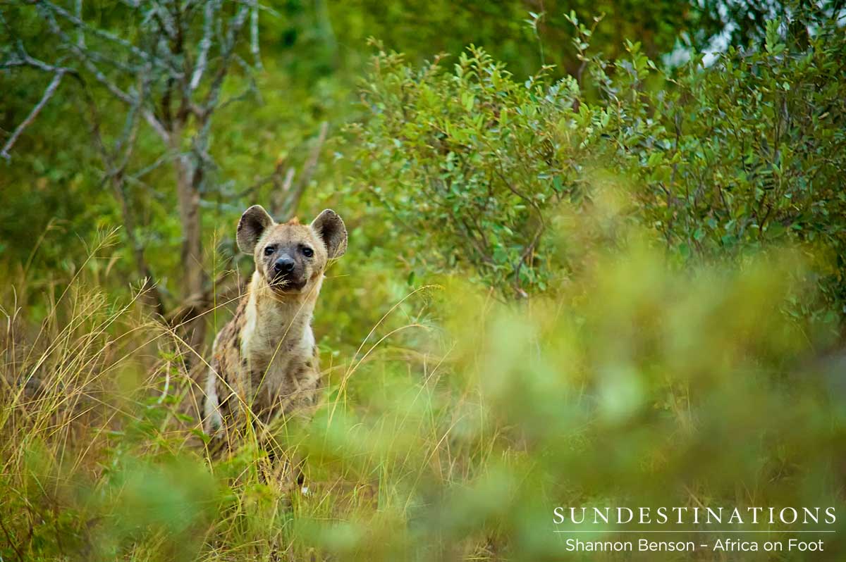 Spotted hyena looks on from the bush