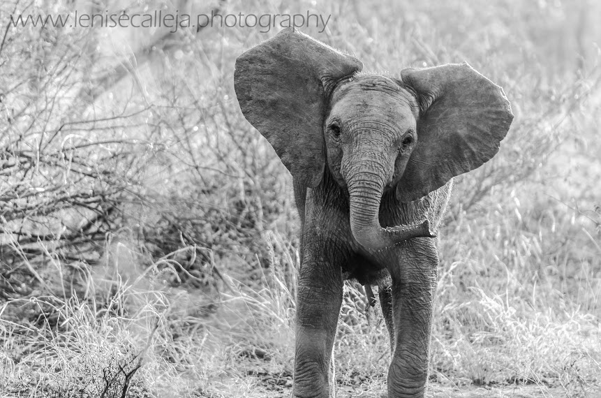 A little elephant with an attitude