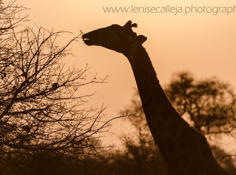 nThambo Tree Camp was out of this world! Guest blog by Lenise Calleja