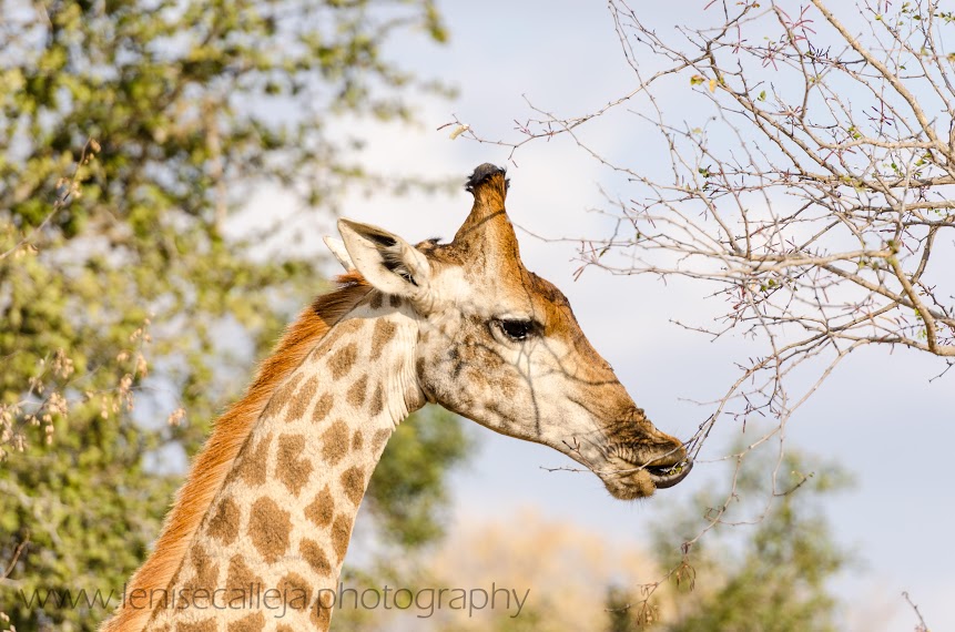 A giraffe chews on some of the highest branches
